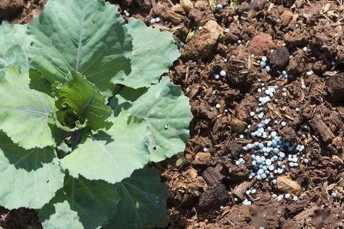 磷肥的使用方法有技巧,能够有效降低固定,提高植物的吸收性